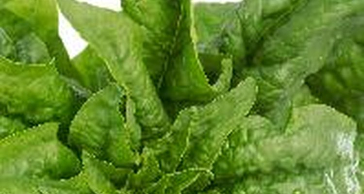 Leafy vegetables, such as spinach, are the best candidates for shady areas.