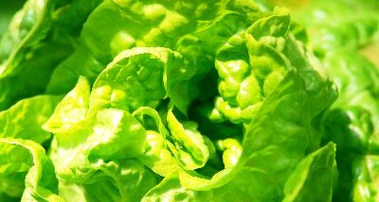 La lechuga crece mejor en condiciones frescas.