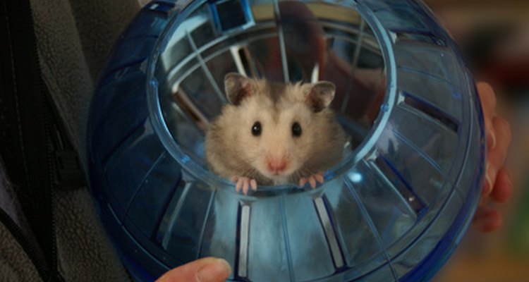 O inchaço do seu hamster pode ser o resultado de algo muito simples ou de uma condição extremamente séria
