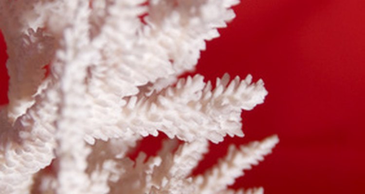 Los corales decorativos de un acuario.