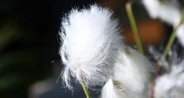 O algodão é inflamável por natureza até que seja quimicamente tratado para resistir ao fogo