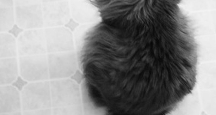 As lesões nas caudas dos gatos podem ser diagnosticadas por um veterinário