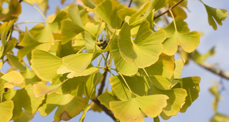 Ginkgos have distinct, fan-shaped leaves.