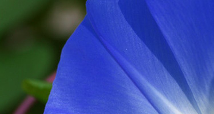 Certain flower varieties react to temperature variations.