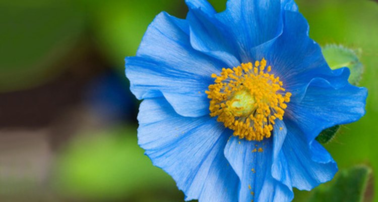 Lingholm is a sky blue hybrid found in England in the 1960s.