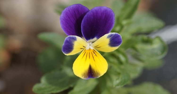 Wild violets spread rapidly in your lawn.