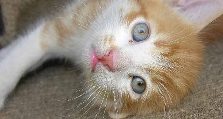Um inchaço no focinho de seu gato pode ter causas diversas