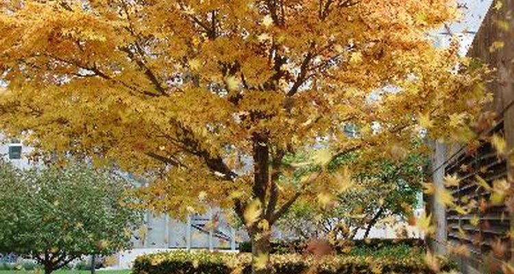 No outono, as folhas deixam de ser verdes devido à presença de carotenoides e antocianinas nas folhas.