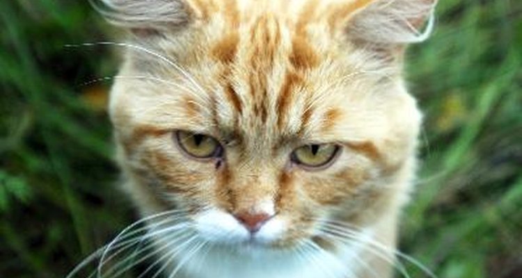 Un gato macho completamente maduro anunciará su estado de apareamiento marcando con orina.