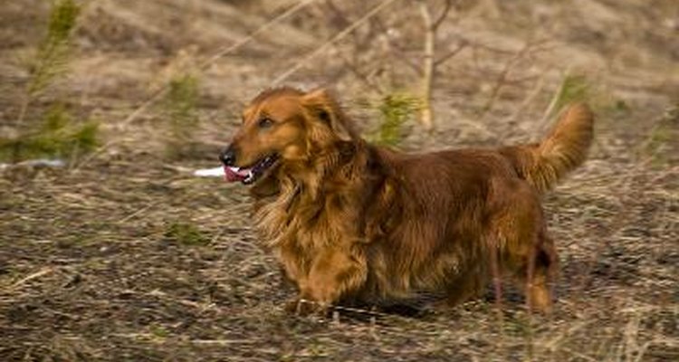As costas longas do dachshund pode aumentar o risco da síndrome de Schiff-Sherrington
