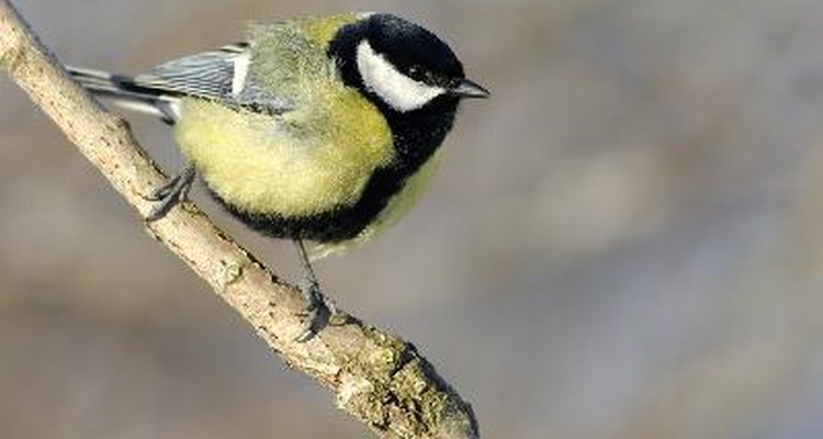 The great tit sings a two-note song.
