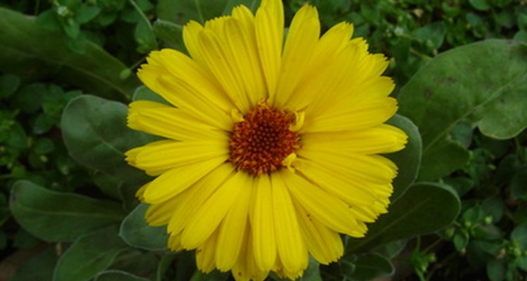 Calendula extract has antiseptic and soothing properties.