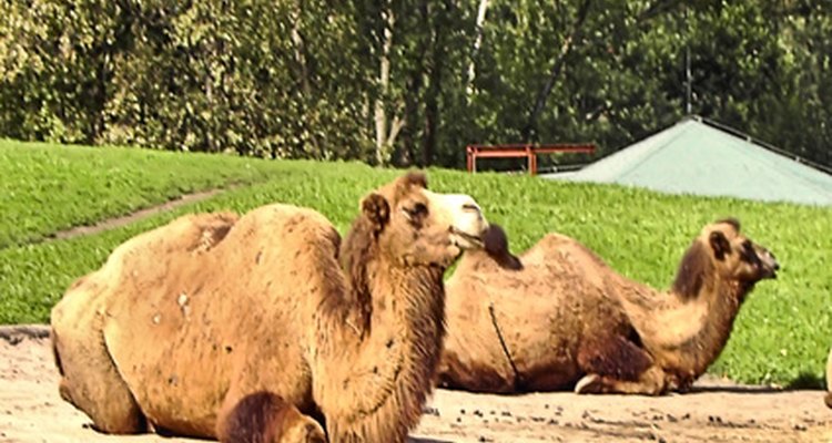 Las jorobas del camello tienen depósitos de grasa.