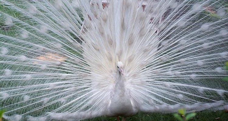 White peacock