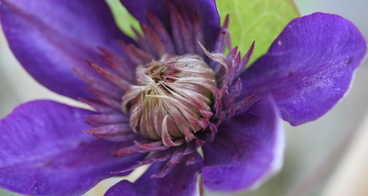 Though it has a similar corona, the clematis flower is much simpler than that of the passion flower.