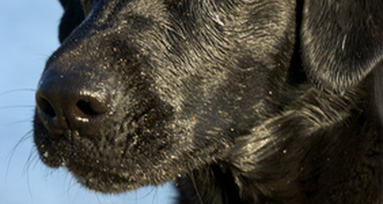 Los labrador retriever negros son fáciles de entrenar y ansían complacer.