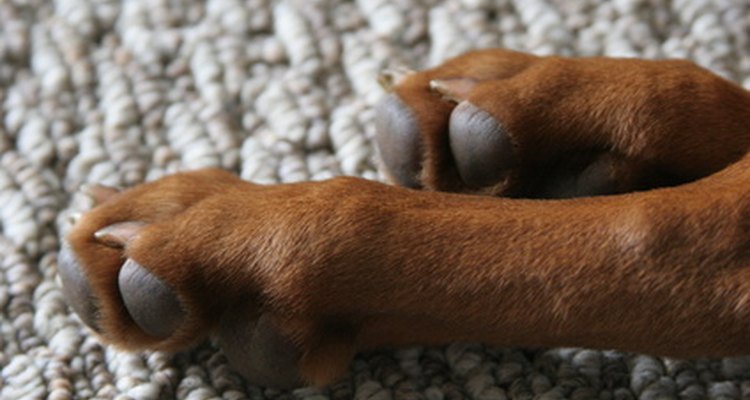 Los perros pueden contraer infecciones entre los dedos y en las patas.