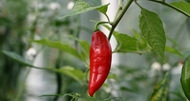 When the leaves of a jalapeño plant curl, aphids are usually the culprit.