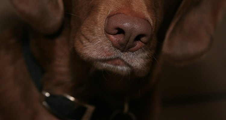 La nariz de un perro es un área sensible que requiere de un toque moderado.