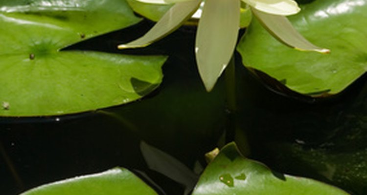 O lírio d'água é uma planta flutuante
