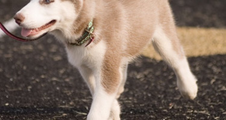 Large breed dogs are prone to elbow dysplasia.