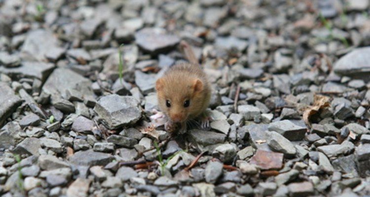 Hay un números de razones por las que los repelentes ultrasónicos afectan a los ratones.