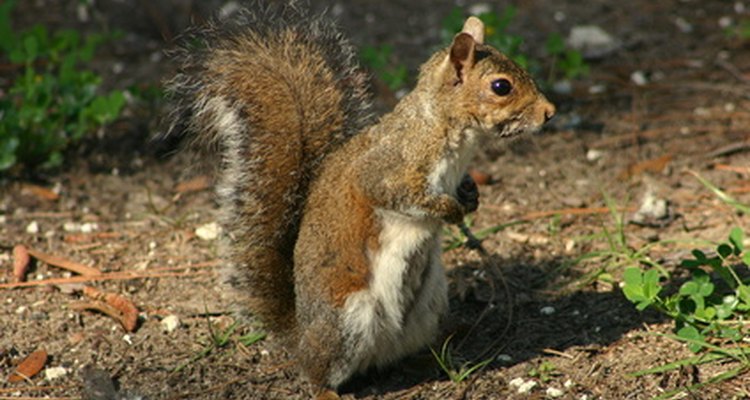 Creatures that eat tulip bulbs