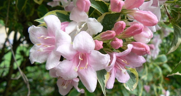 Weigela comes in many forms and there are even variegated foliage cultivars.