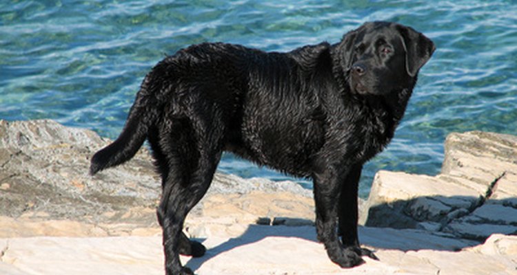 Los perros que viven en climas cálidos y húmedos son más propensos a sufrir infecciones fúngicas.