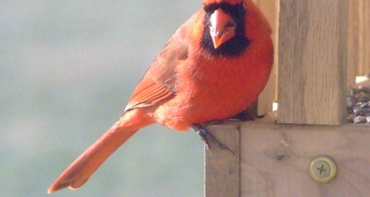 Cardinals are one of the more aggressive species when it comes to pecking.