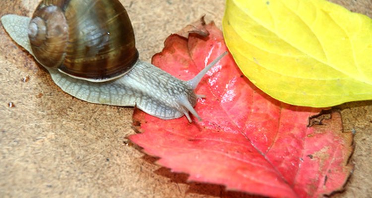 Os caracóis possuem olhos limitados, mas têm um ótimo olfato