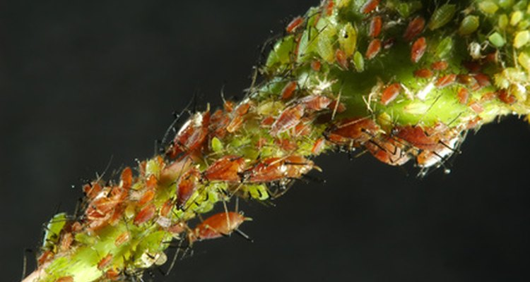 Los parásitos intestinales suelen invadir el intestino grueso cuando tienes un crecimiento excesivo de candida albicans.