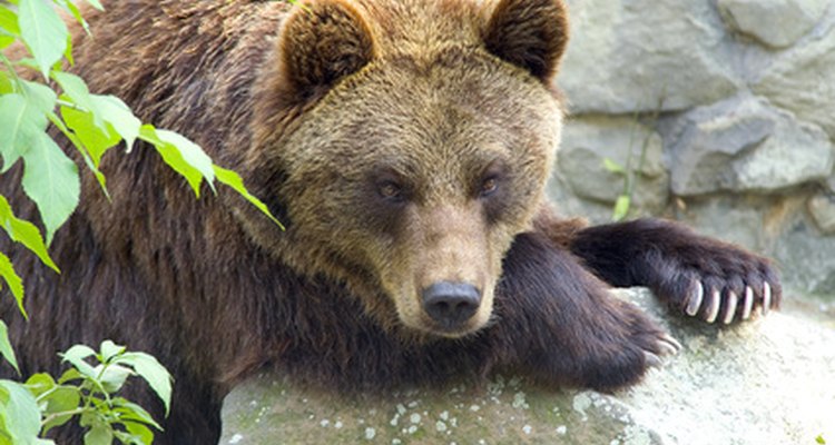 Spain's brown bears can still be seen in Spain, although their numbers have dwindled.