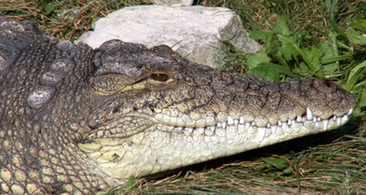 Los cocodrilos pueden pasar mucho tiempo entre las comidas.