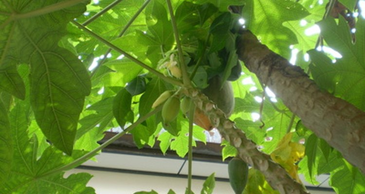 The petioles of papaya plants make wonderful handcrafted flutes.