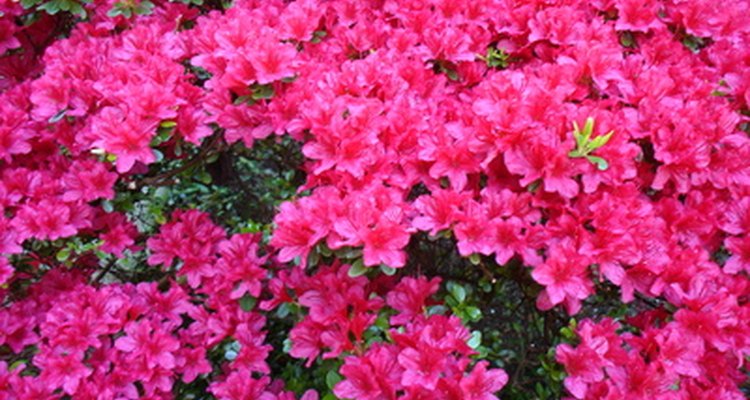 Miracle-Gro is a top-selling plant food, but should not be consumed by humans.
