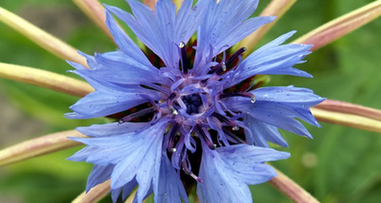 Cornflower blue is a pastel colour with some neutral shadings.