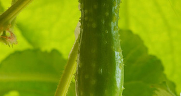 Planta de pepino.