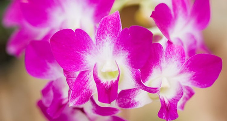 Las orquídeas Dendrobium en ocasiones producen plántulas llamadas keikis.