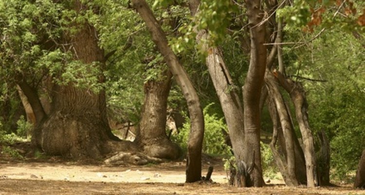 Kill an ash tree if it has succumbed to insects and fungi.