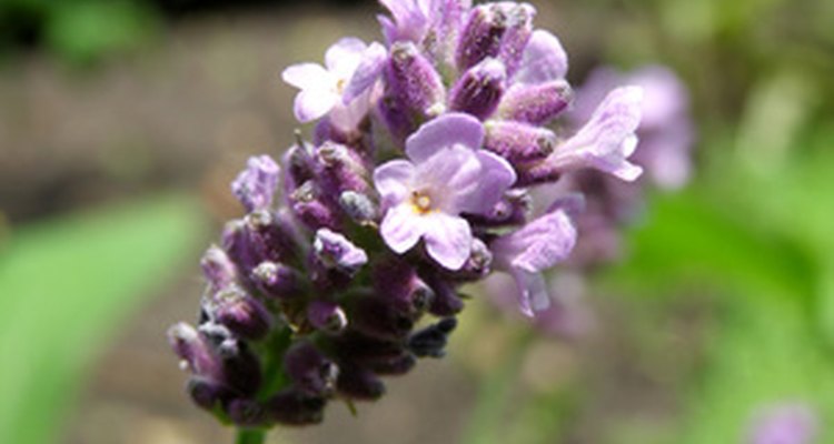 Lavender is an edible flower.