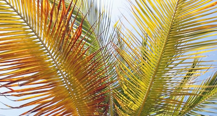 La coloración amarillenta de las hojas puede ser un síntoma de enfermedad grave de la palma.