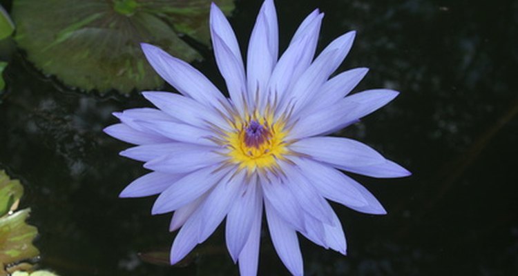 The scent of lilies can be dangerous to people with lily allergies.
