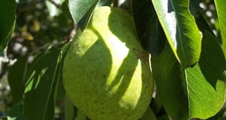 Grow fruit trees near the coast.
