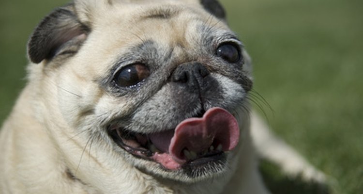 Pugs are susceptible to liver disease.