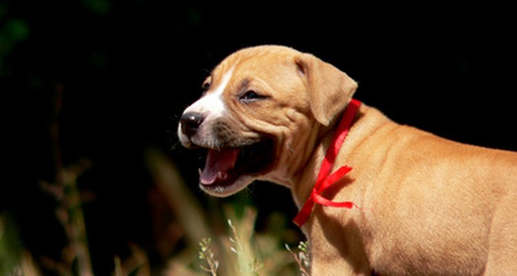 Un cachorro con una secreción amarillo verdosa en su orina presenta una infección de algún tipo.