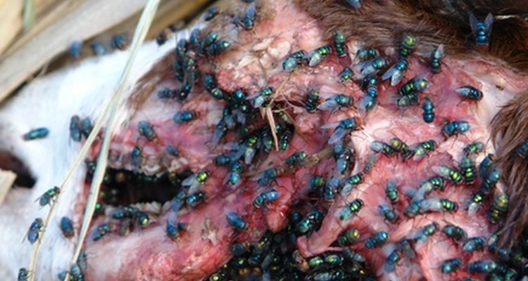 Flies lay eggs in decomposing biomatter.