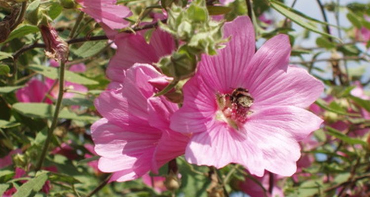 Pollen from flowers can cause the release of histamines for some people.