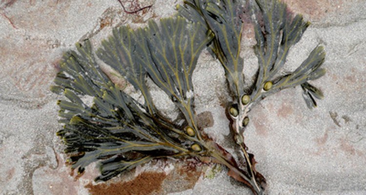 Bladderwrack is a type of seaweed commonly found in nutrition supplements.