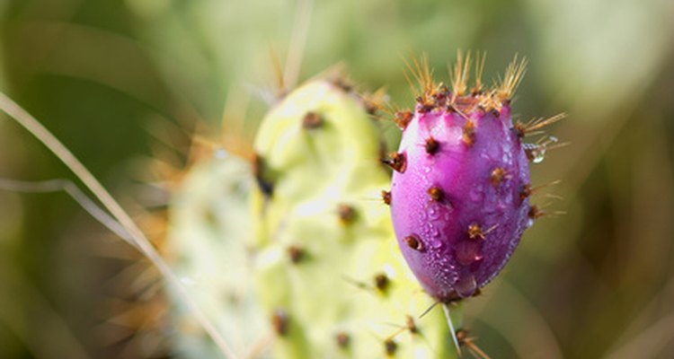 Cactus de pera espinoso.